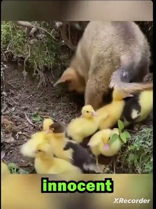 vid 4 1771861680 765 — video thumbnail