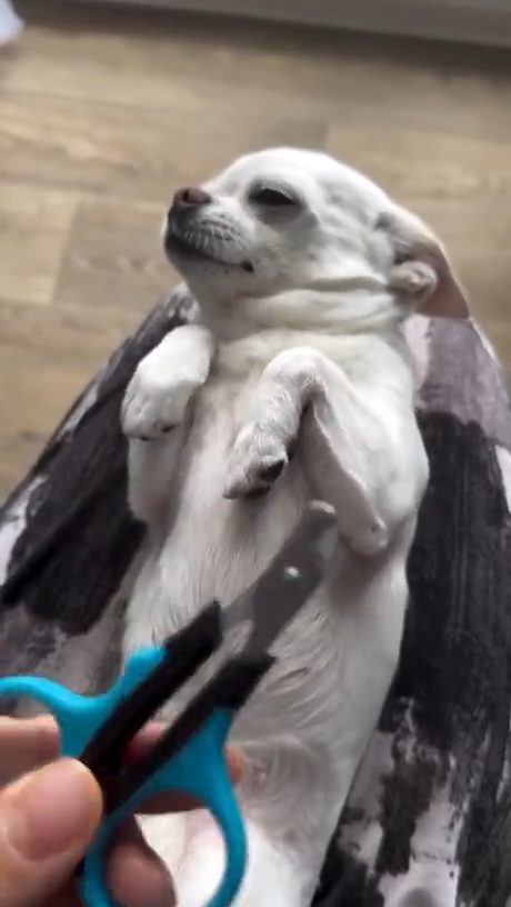 vid 4 1775090294 236 — video thumbnail
