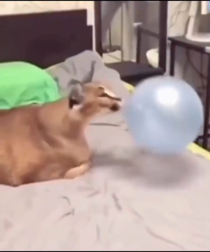 vid 2 1778375484 847 — video thumbnail